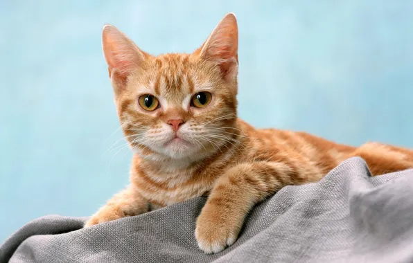 Cat, look, red, striped
