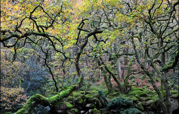 Forest, trees, stones, moss, curved
