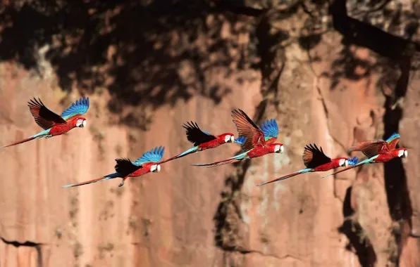 Birds, parrots, in flight