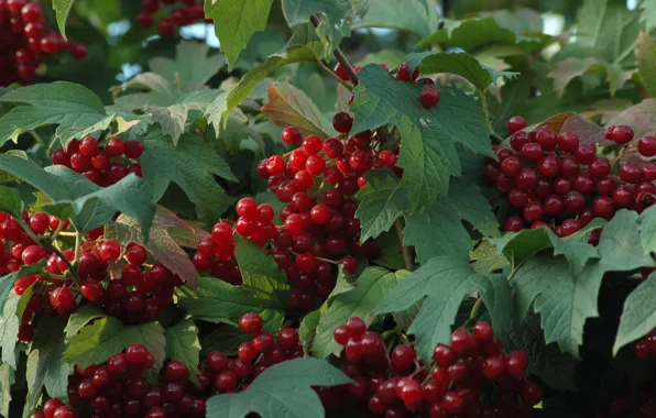 Picture leaves, macro, berries, Kalina Krasnaya