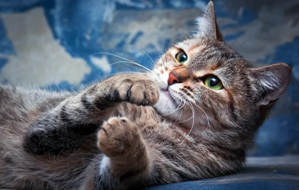 Cat, eyes, cat, look, pose, background, blue, portrait