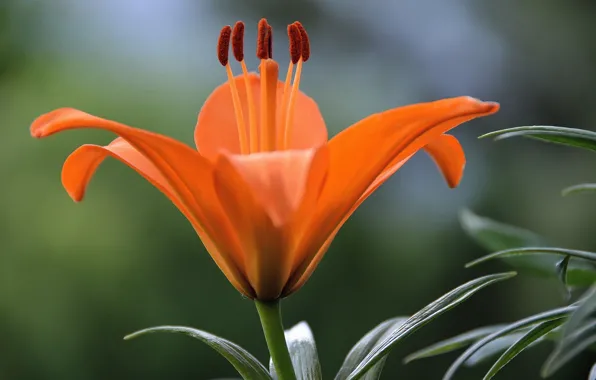 Macro, Lily, Lily, Macro