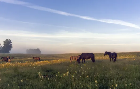 Field, summer, the sky, grass, clouds, landscape, nature, fog