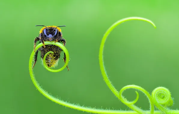 Macro, bee, stem, insect, green background