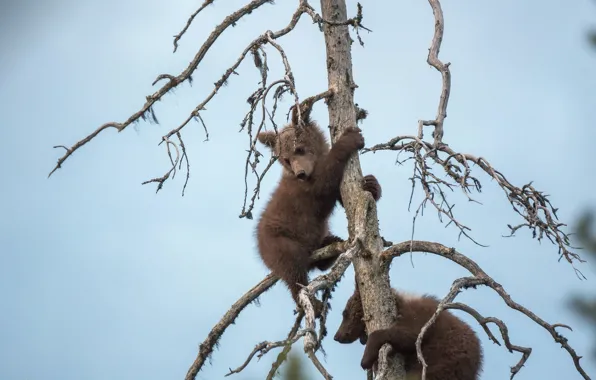 Picture trees, nature, bear