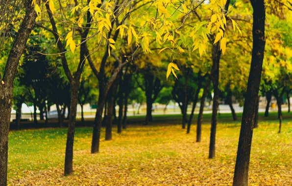 Autumn, trees, branches, nature, Park, yellow, alley, autumn leaves