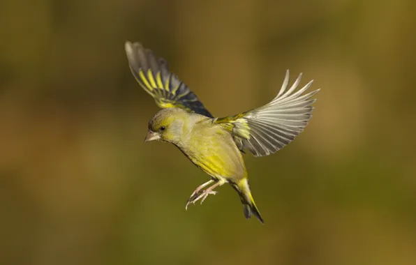 Bird, wings, in flight, zelenushka