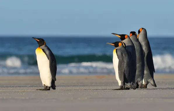 Sea, wave, birds, shore, one, group, penguins, surf