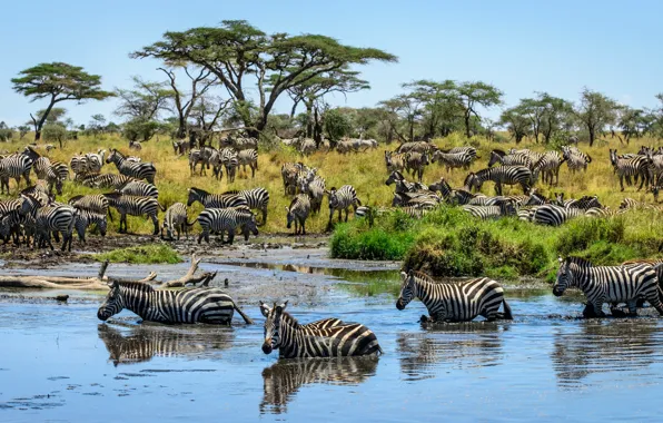 Grass, trees, Savannah, drink, in the water, the herd, Zebra, on the shore