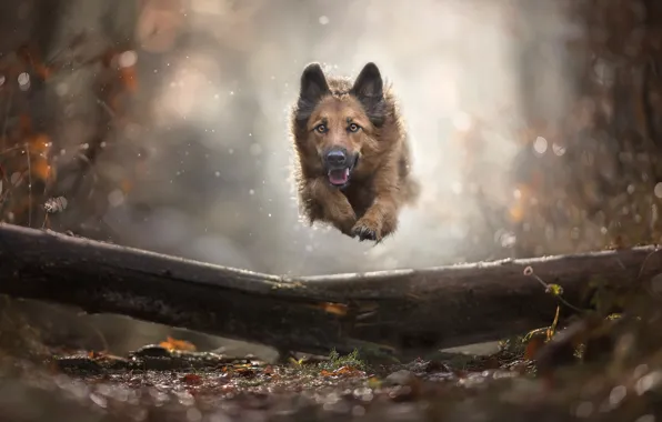 Autumn, jump, dog, bokeh