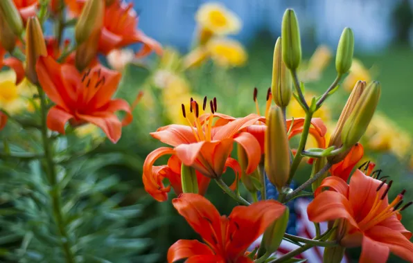 Picture red, orange, yellow, flowers, Lily, garden, bright, blur