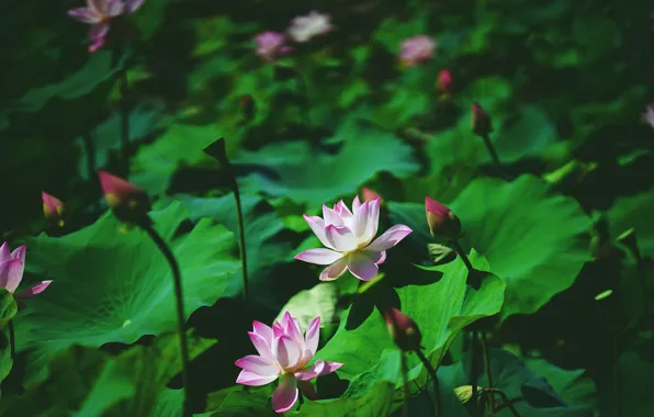 Picture flowers, blur, leaves, bokeh, greens, Lotus