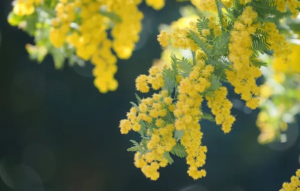 Flowers, the dark background, branch, spring, yellow, flowering, Mimosa