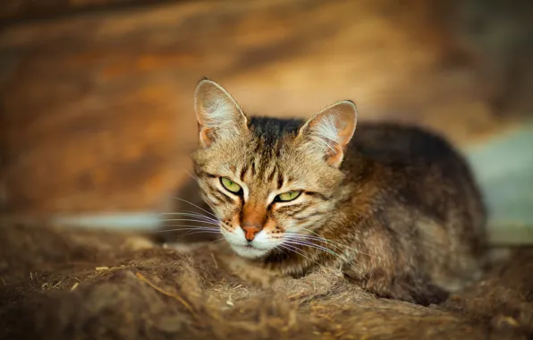 Picture cat, look, muzzle, bokeh, cat, Victoria Gerasimenko