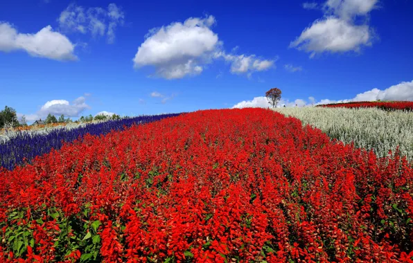 Field, summer, the sky, clouds, flowers, blue, hill, meadow