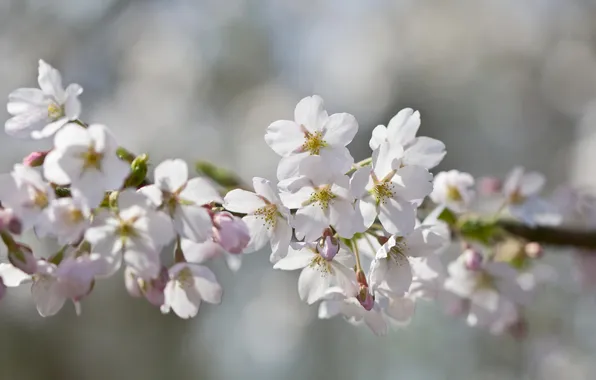 Flowers, branches, spring, fruit tree