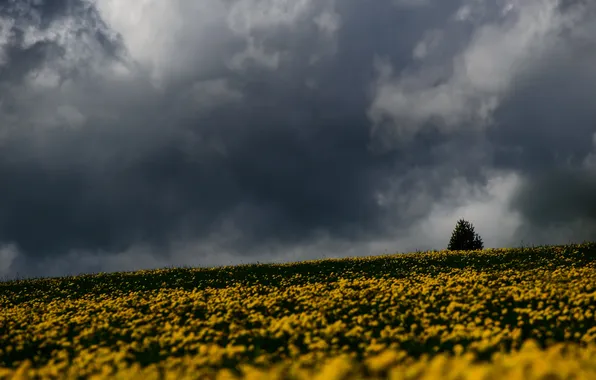 Picture storm, trees, field, flowers, gray clouds, rainy