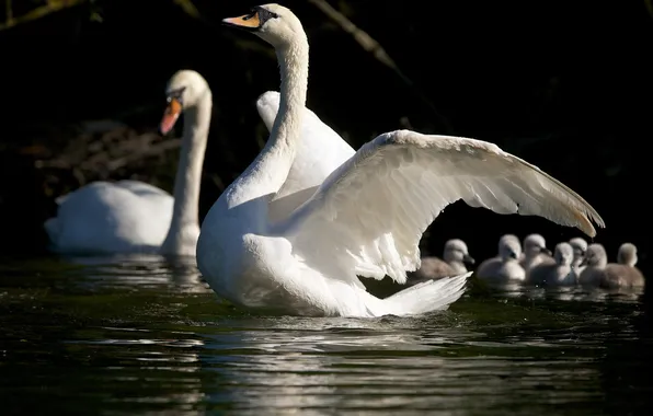 Picture wings, swans, Chicks, the Lebeda