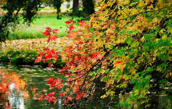 Picture leaves, trees, branches, Park, reflection, river, mirror