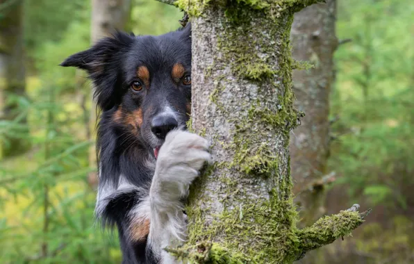 Picture look, face, tree, paw, dog, The border collie