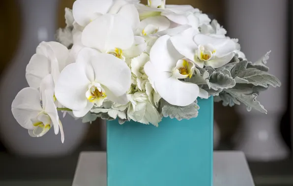 Picture flowers, bouquet, vase, white, Orchid