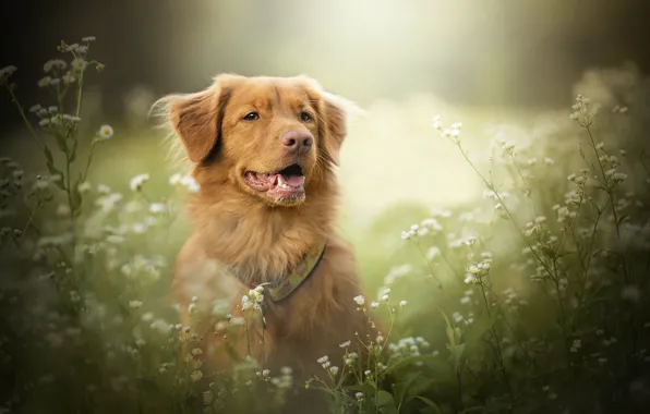Red, dog, Filou