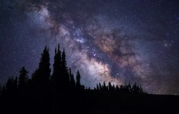 The sky, trees, nature, stars, silhouettes, the Milky Way galaxy