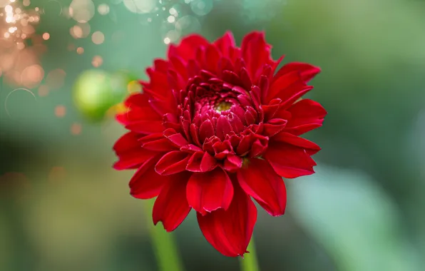 Picture macro, flowers, red, background, bokeh, dahlias