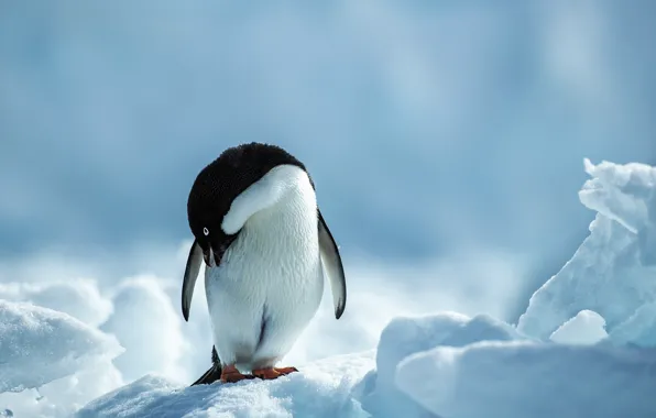 Cold, winter, snow, penguin