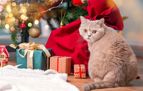 Cat, cat, look, branches, pose, back, ball, red