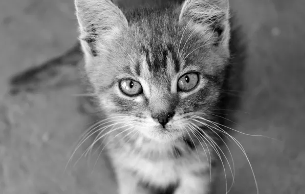 Cat, mustache, cat, b/W, kassak groups
