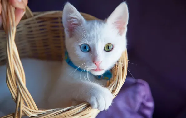 Cat, white, look, pose, kitty, portrait, face, basket