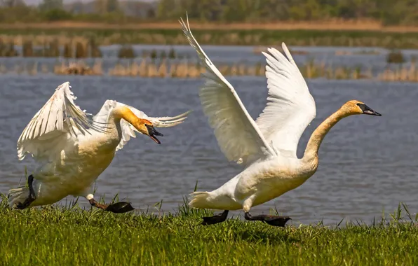 Picture bird, wings, beak, neck, common Swan-trumpeter