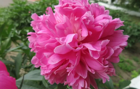 Flower, Pink, Peony, Mamala ©, Summer 2018