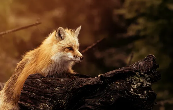 Background, wool, muzzle, Fox