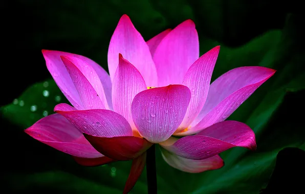 Picture leaves, water, drops, macro, petals, Lotus