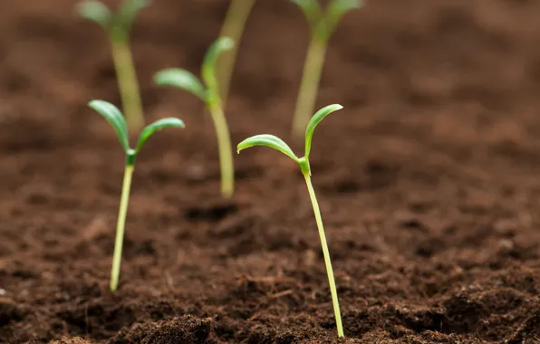 Picture macro, green, background, earth, Wallpaper, Rostock, wallpaper, widescreen