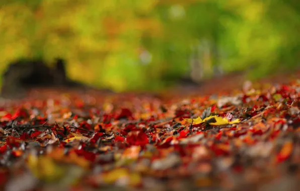 Fallen leaves, on earth, blur bokeh