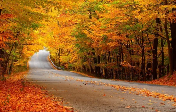 Picture road, autumn, leaves, trees, orange, yellow, foliage.