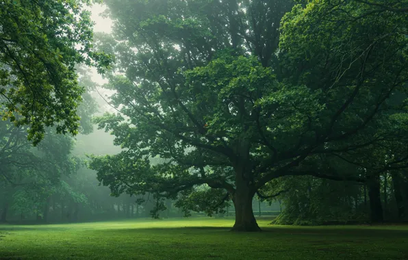 Trees, nature, Park, foliage, morning, haze, oak, oaks