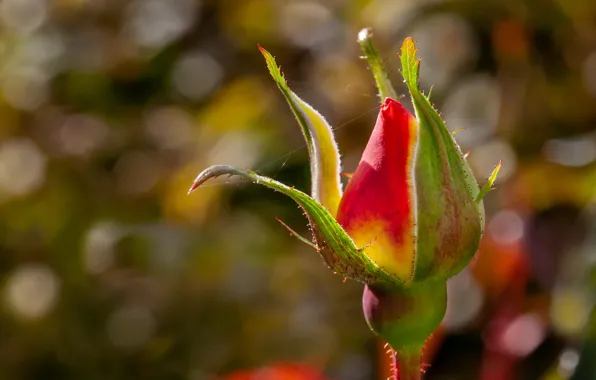 Picture nature, roses, buds
