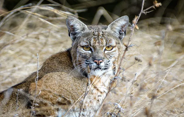 Picture grass, look, face, lynx, wild cat