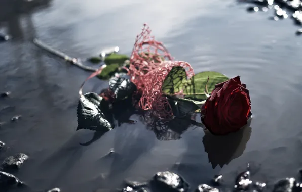 Flower, rose, puddle