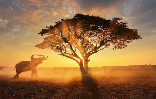 The sun, light, tree, elephant, morning, haze, rider