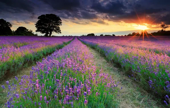 Picture field, summer, the sun, rays, the evening, UK, lavender