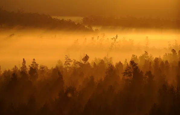 Trees, landscape, sunset, fog