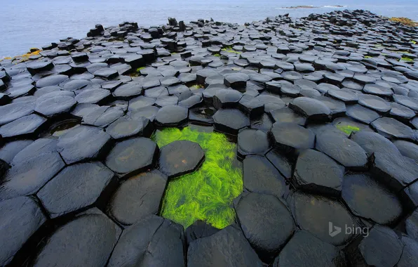 Sea, algae, dam, Northern Ireland, Antrim, Northern Ireland