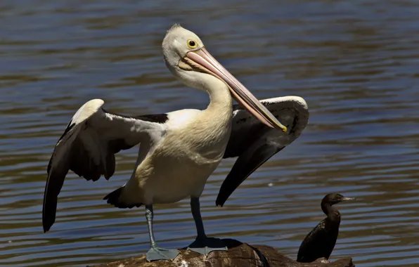 Water, bird, wings, beak, cormorant, Australian Pelican
