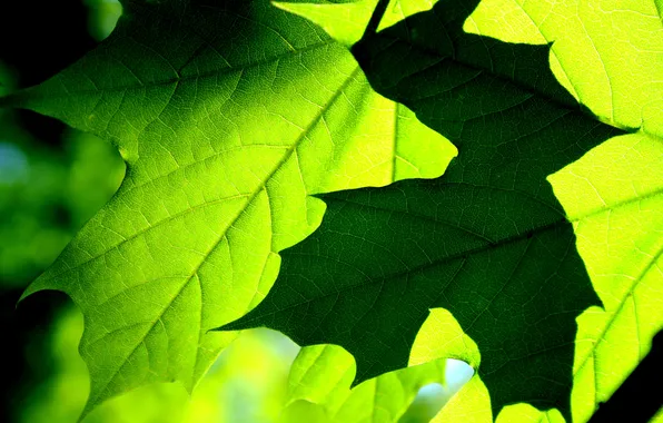 Picture macro, maple, leaves, leaf