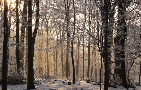 Picture winter, frost, forest, trees